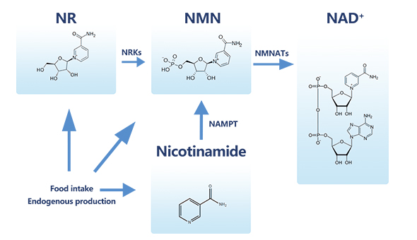 NMN機理圖-引航生物